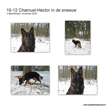 Chamuël-Hector, een Oudduitse Herder in de sneeuw